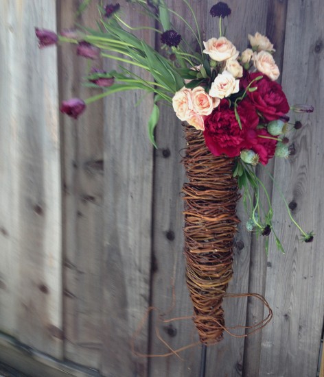 chrysalis emerge, willow and flora