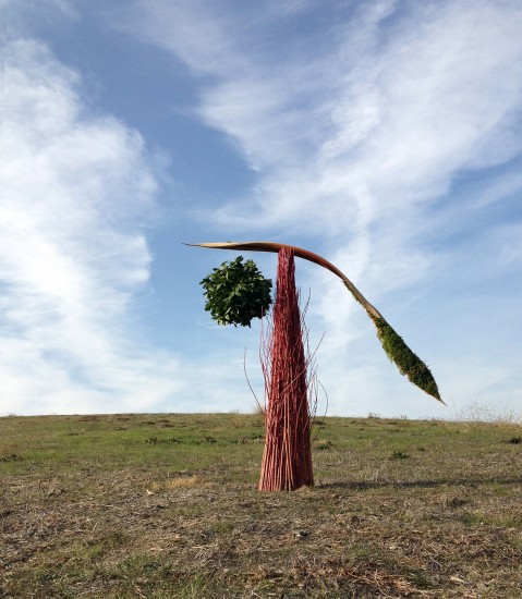 balance one, red dogwood, princess palm, bayleaf